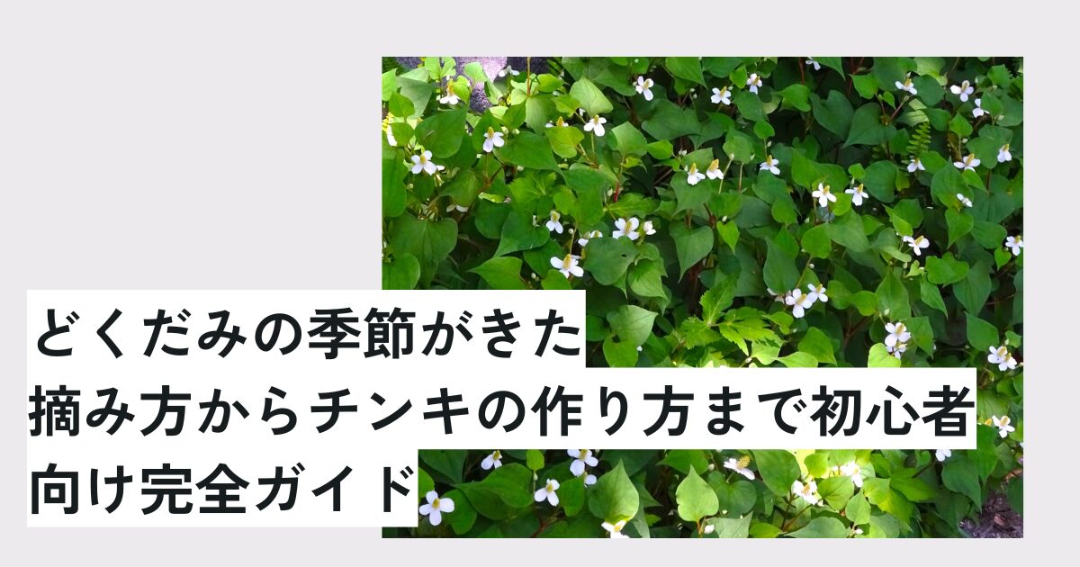どくだみの季節がきた｜摘み方からチンキの作り方まで初心者向け完全ガイド